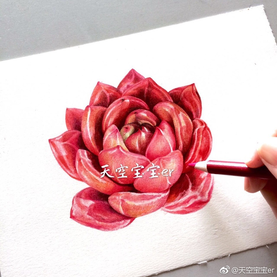 彩铅多肉霹雳马获多福细纹投稿