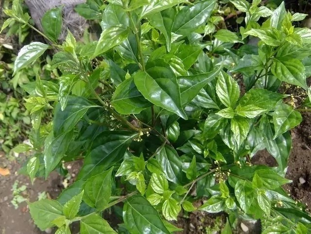 在农村被人称为斑鸠树过去无人问津如今却成为了摇钱树