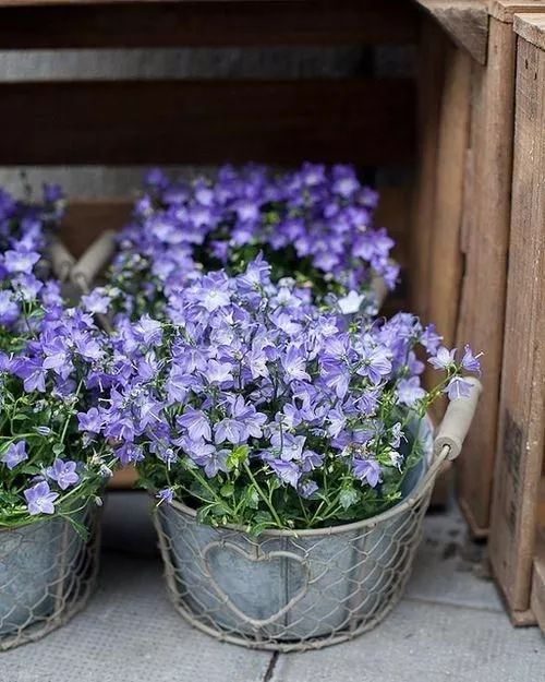 12种花朵五颜六色的夏季花卉,种在院子里就能开花灿烂风铃草是一种