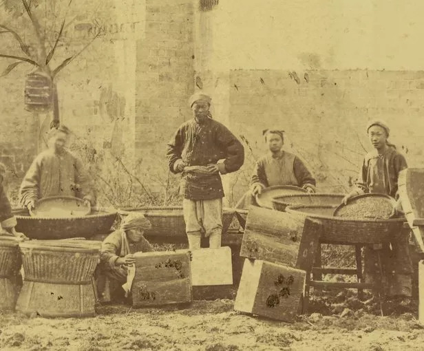 外国人画笔下的清朝制茶的全过程