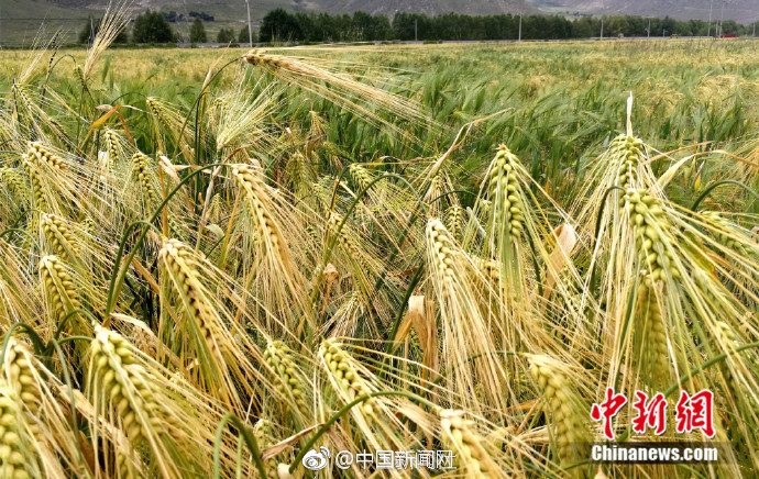 风吹麦浪，西藏青稞进入收获季|西藏青稞|风吹麦浪|青稞_新浪新闻