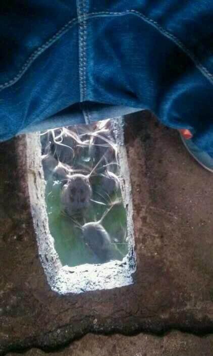 如病死的瘟猪,死猪内的肠子,臭了不要紧,死鸡,死鱼,蛆虫,只要是肉类的