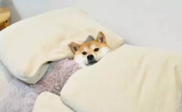 幽默笑话:咱们多网购点儿东西,让快递员多赚点儿钱