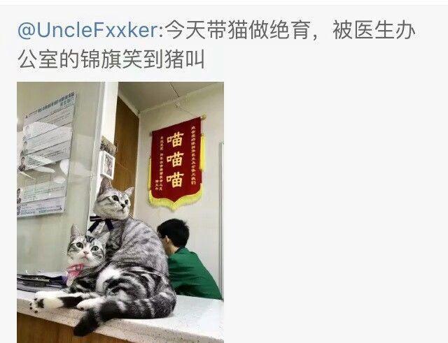 被宠物医院"救我狗命"的锦旗笑坏了