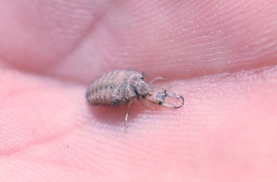 这种奇虫躲在沙子里,不吃不喝可活一年,如今千元一斤很难捕捉