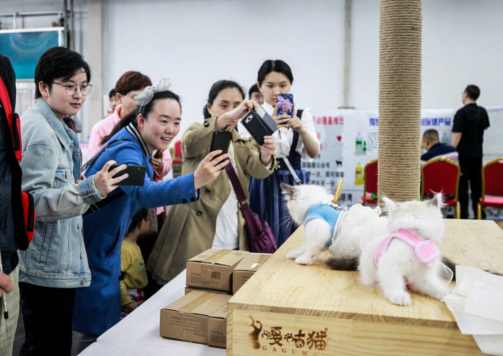 沈阳举办宠物选美大赛 众猫狗盛装亮相拼妆容