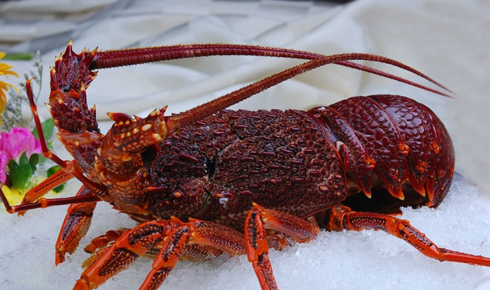 六大带壳海鲜吃过3种以上的不是大老板就是渔民