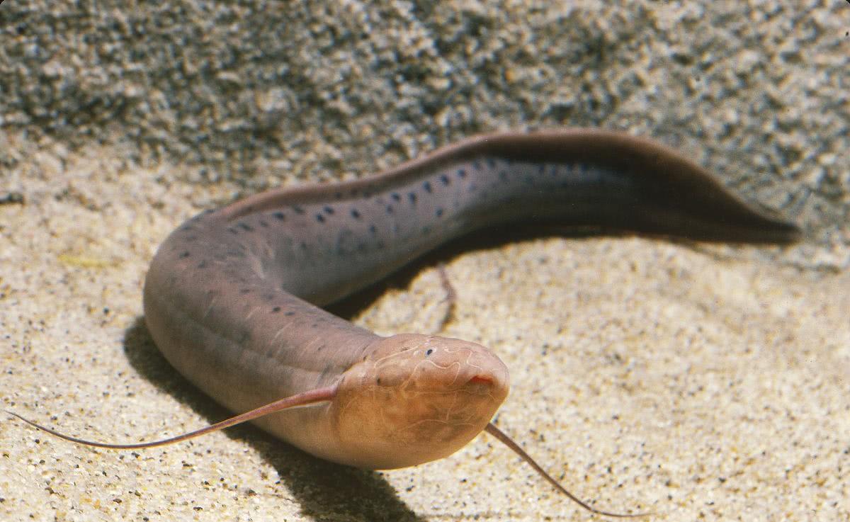 南非|泥土|肺鱼_新浪网