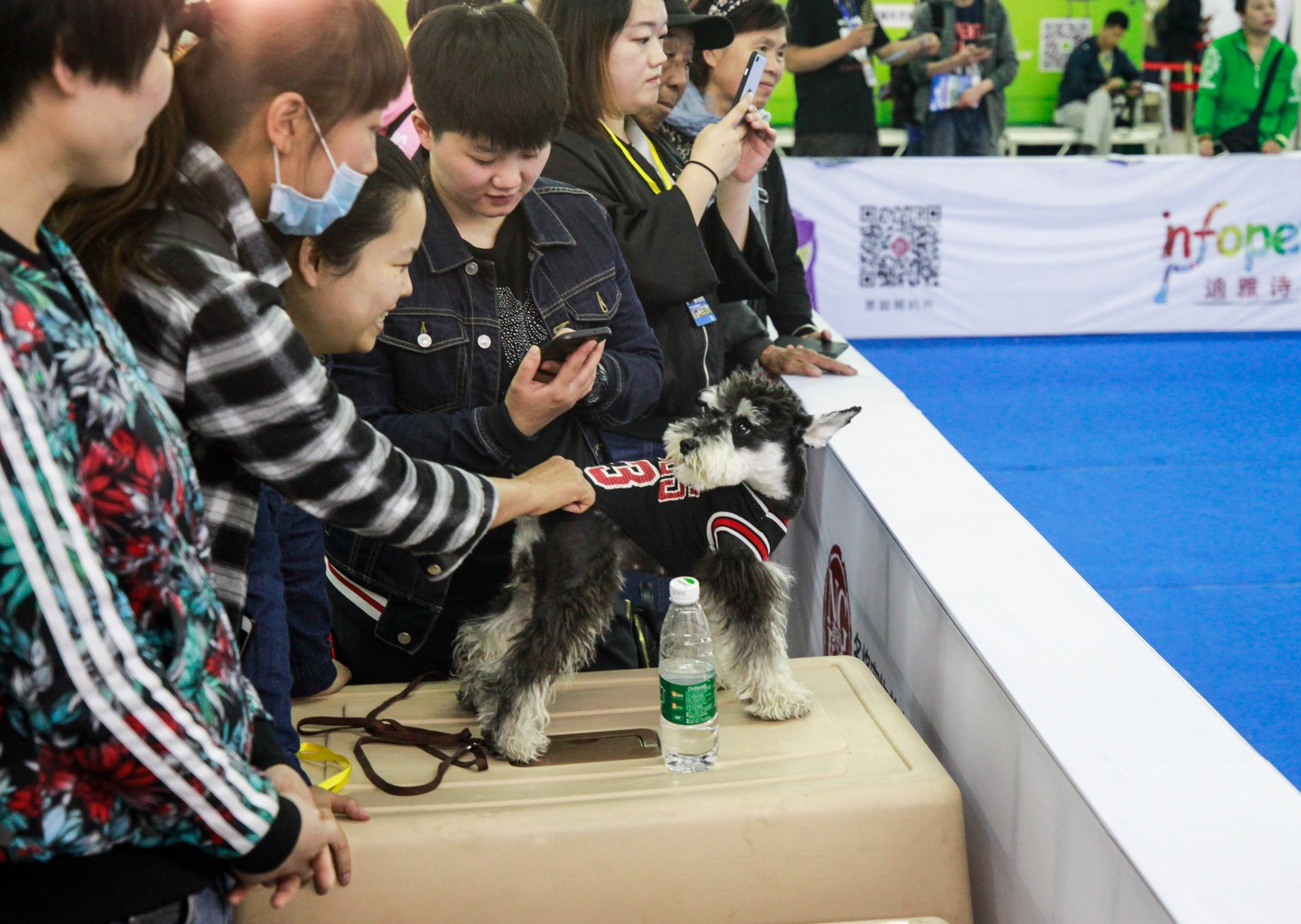 沈阳举办宠物选美大赛 众猫狗盛装亮相拼妆容