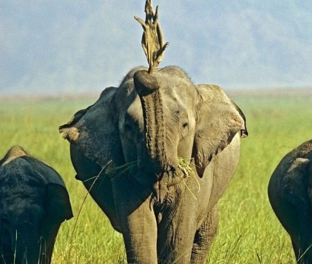 大象鼻子肌肉结构图片