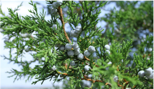 今日推荐《柏子仁花生汤》 食材用料: 花生200,            柏子仁15