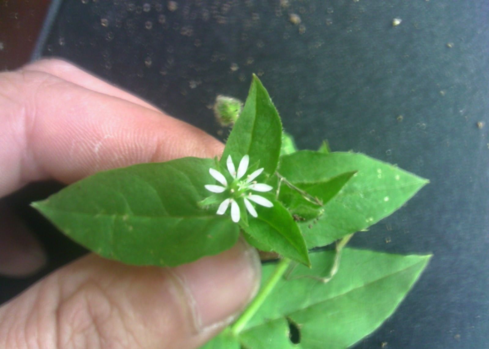 正文       而繁缕除了嫩苗能食用以外,它的茎,叶及种子均可以药用,也