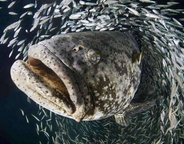 伊氏石斑鱼因为十分美味加上它们并不怕人类结果就很简单了