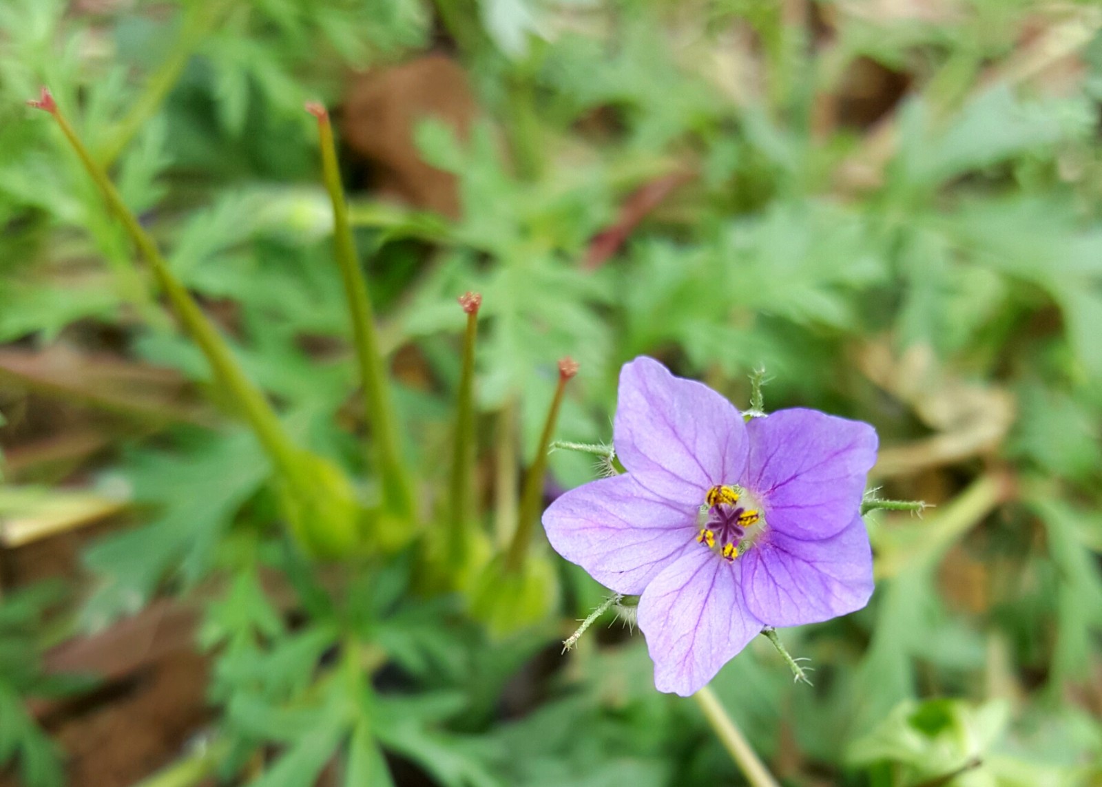 植物百科(四十八)牻牛儿苗