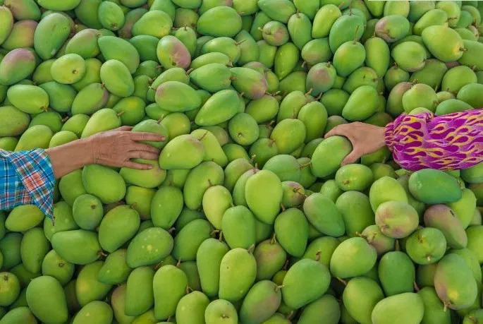 广东特产的雷州覃斗芒果,还有占据整个夏天的荔枝和火龙果,品种上佳的