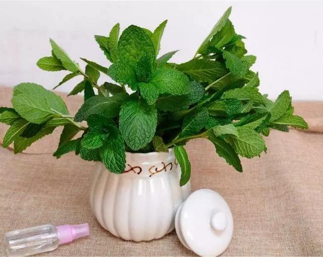薄荷在家当盆栽,不仅有一阵阵的清香,而且看着你也会对它倾心