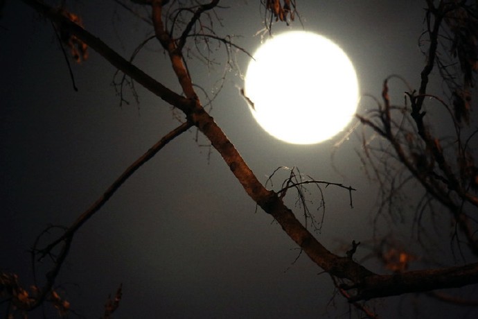 6/ 9化繁为简枝有芽,今日圆月昨如钩!