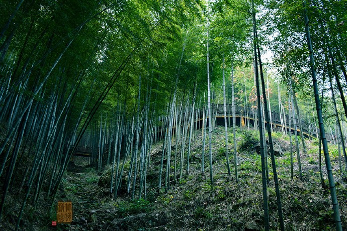 夹道修竹深浅绿,依稀妙韵风篁曲_新浪看点