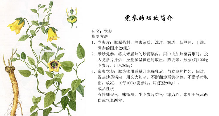 党参,健脾运而不燥,滋胃阴而不湿,润肺而不犯寒,养心而不偏腻