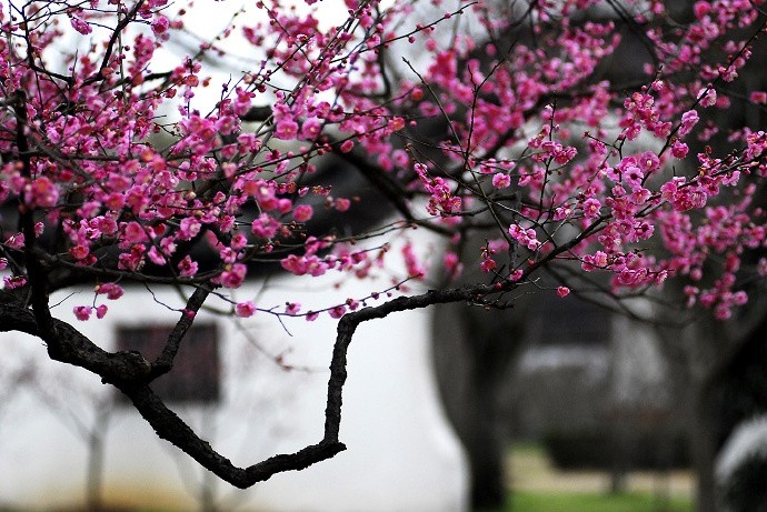 京距两地都不远,无花无雪只有干.