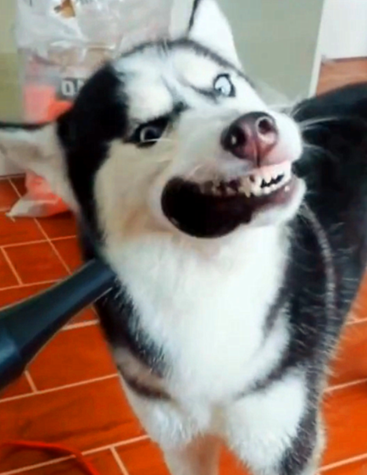 哈士奇对着吹风机犯二,狗:我要把风都喝了,看你还怎么吹我