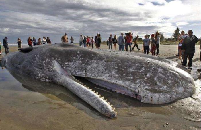 寻找世界上嘴巴最大的动物|嘴巴|河马|抹香鲸_新浪新闻