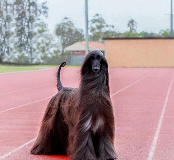 竟然有人认为它是世界上最漂亮的狗