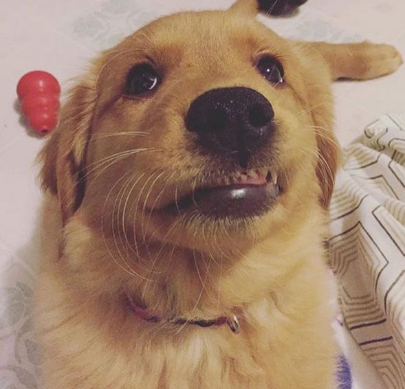 小金毛的微笑,果然是世上最治愈的武器了!|金毛|武器|大叔_新浪新闻