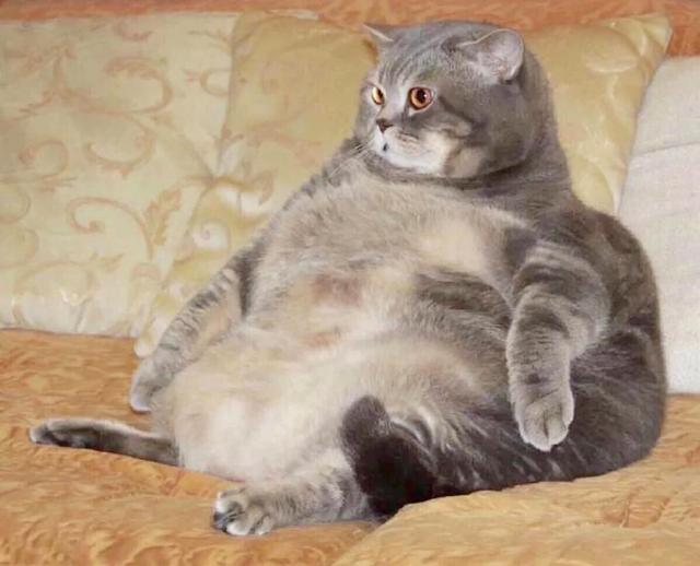 一条胖猫的合集,来丢图吧!