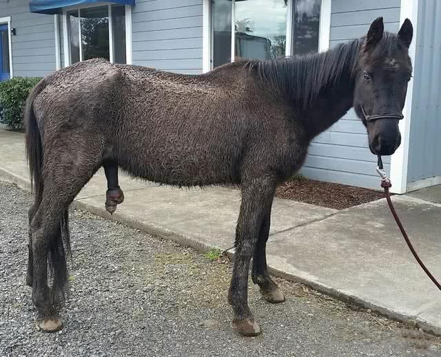 一匹马把自己的主人告上了法庭,主人最后还认罪了!