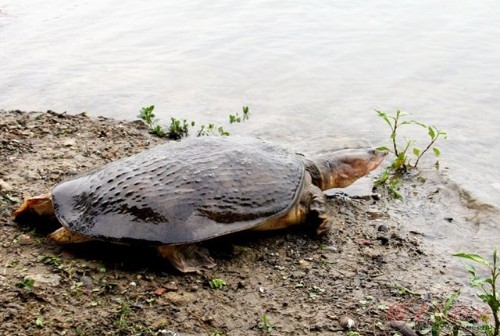 通天河老鼋配合取经布局观音欠他人情问寿是故意还是犯傻