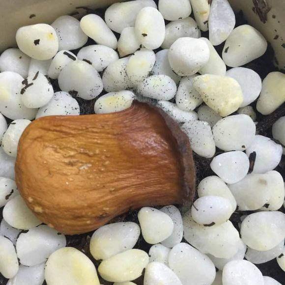 吃剩的榴莲种子泡水里!一天就能发芽,一个月变小森林!