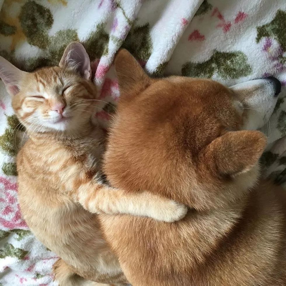柴犬和橘猫一见钟情,陪伴终老……这是爱情最美的模样!