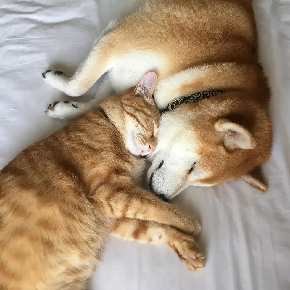 柴犬和橘猫一见钟情,陪伴终老……这是爱情最美的模样!