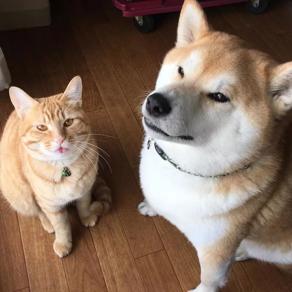 柴犬和橘猫一见钟情,陪伴终老……这是爱情最美的模样!