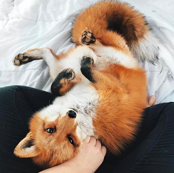 不止吸猫吸狗还可以吸狐狸!有见过宠物狐狸吗?