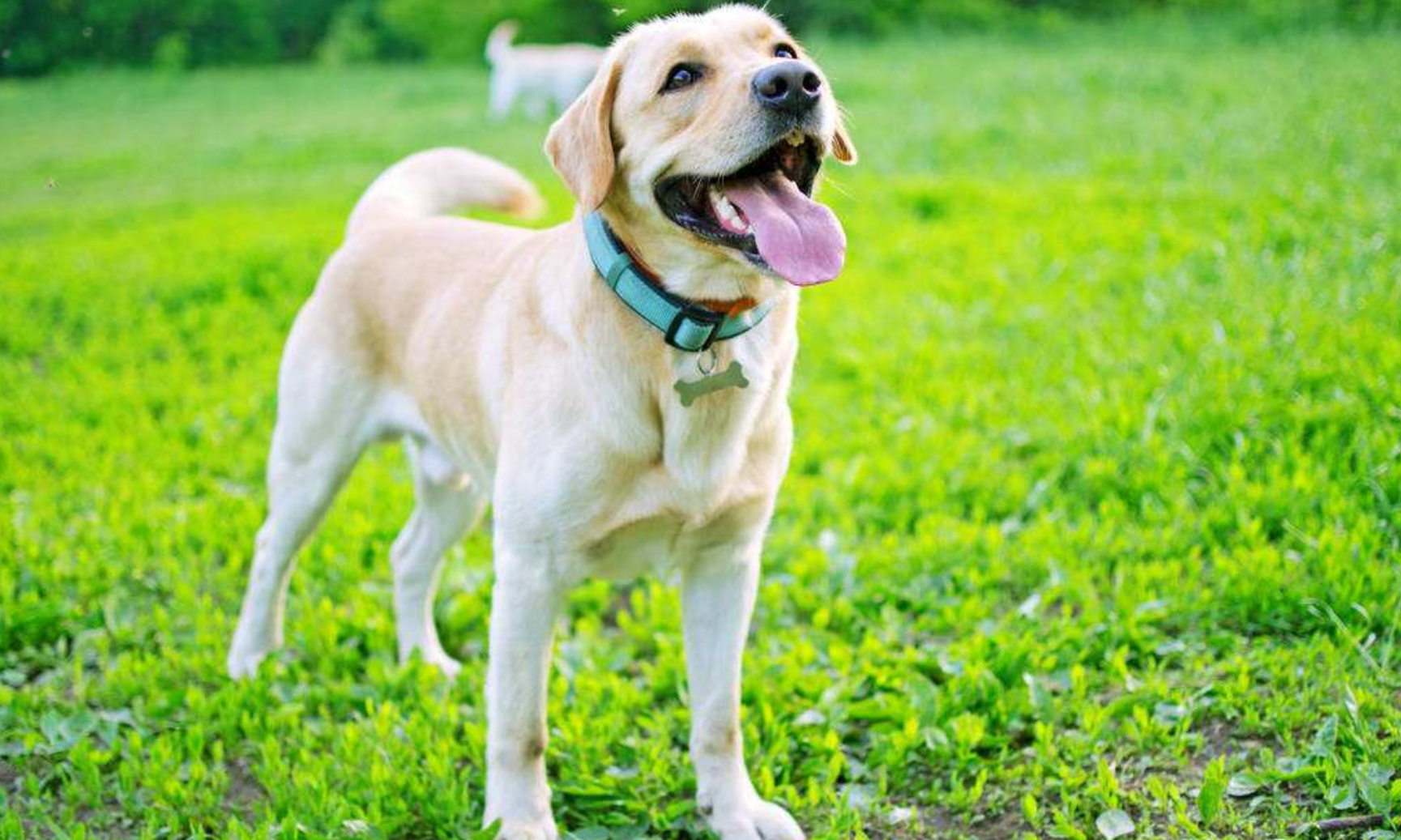 2,拉布拉多众多周知,拉布拉多是常见的导盲犬,对人友善,拉布拉多非常