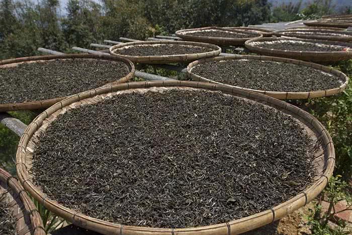 三分钟为您详解普洱茶的"晒青"工艺!