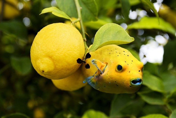 创意ps,将动物和植物融合在一起