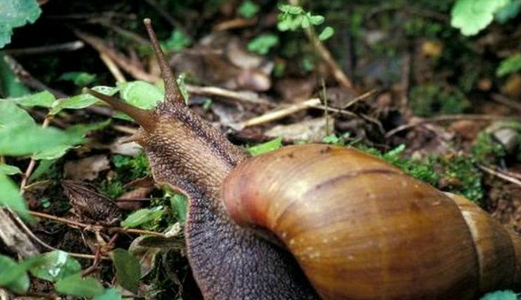 灭绝的生物,却在中国泛滥成灾,网友,不敢吃|食材|蜗牛|生物_新浪新闻