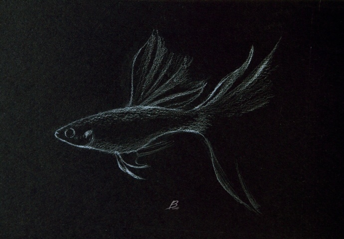 孔雀鱼步骤图作者