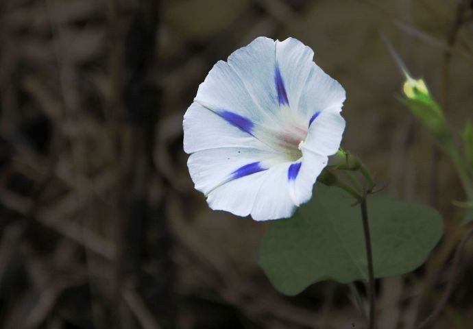 牵牛是朝颜,葫芦花才是夕颜_新浪看点
