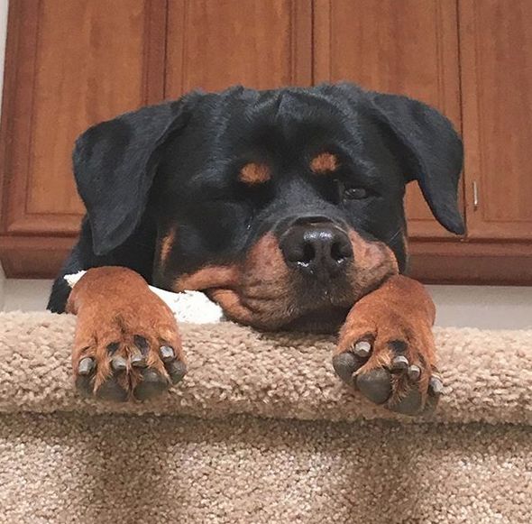 罗威纳说好的猛犬小时候居然这么萌