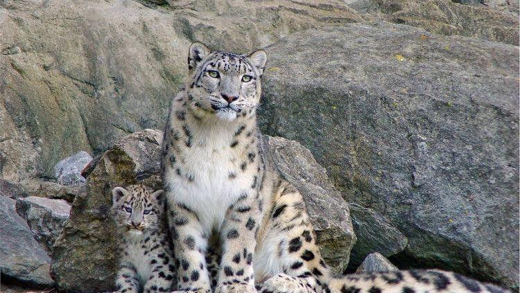 大宠物猫非常疼爱自己的幼儿,容不得它们收到丁点欺负.