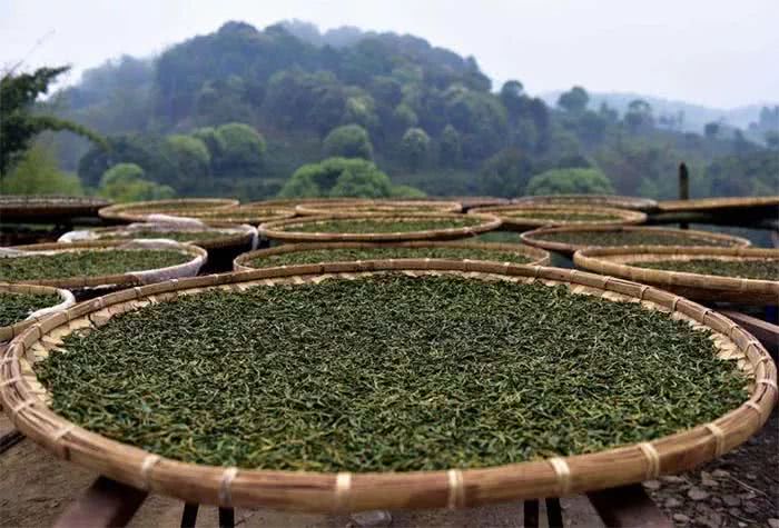 三分钟为您详解普洱茶的"晒青"工艺!