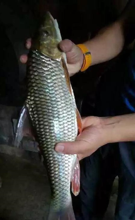 溪流野钓意外钓获赤尾鱼,味美鲜香让人留恋