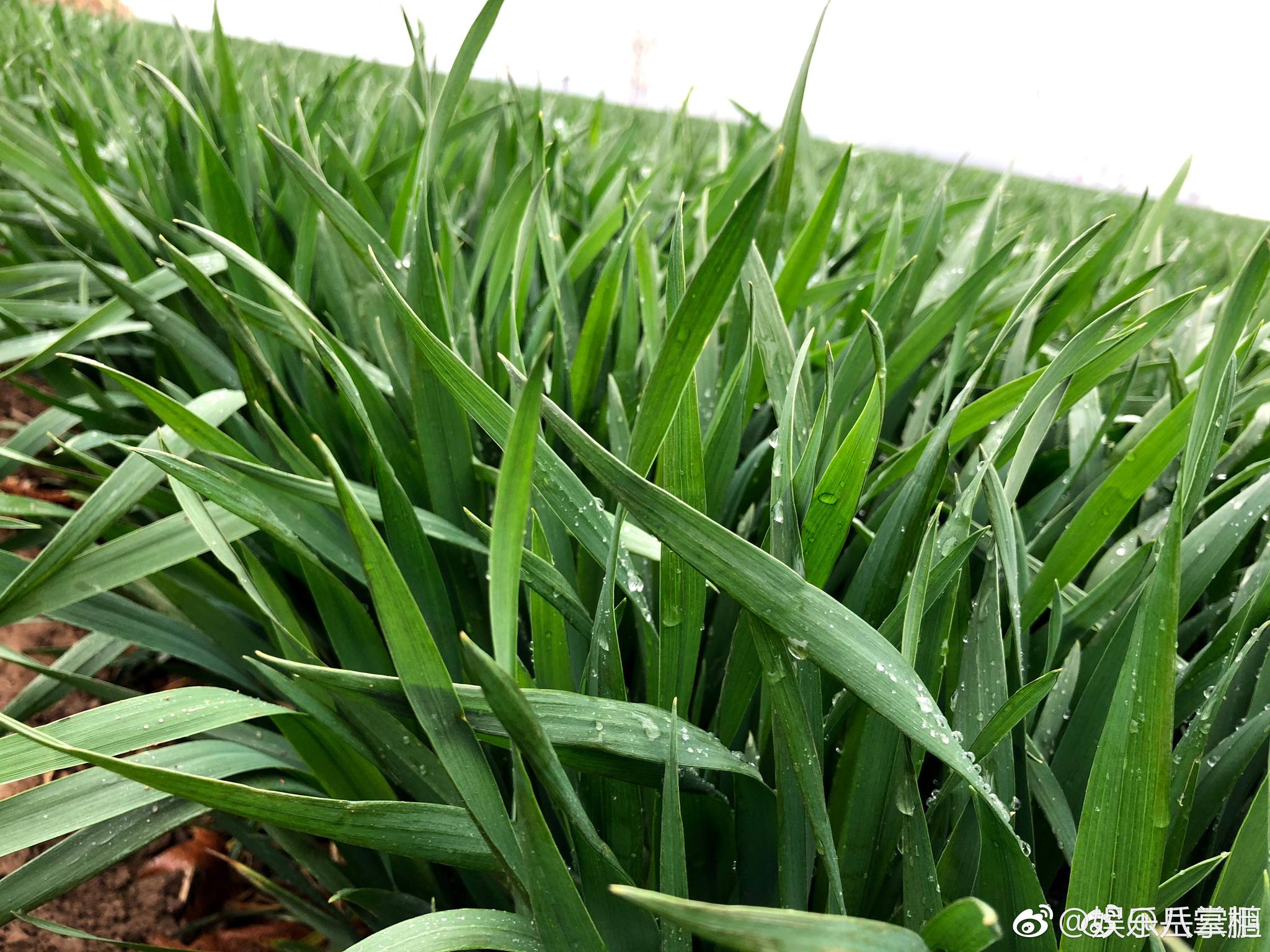 你可是我们这些草根儿的