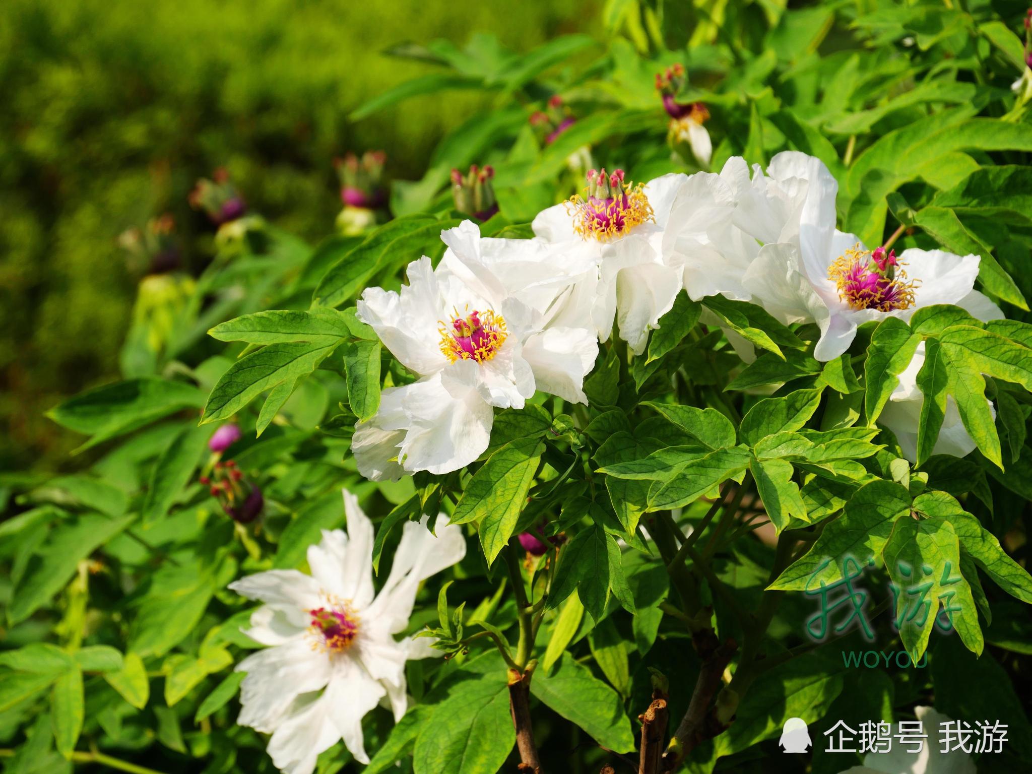 洛阳牡丹几月开花(洛阳牡丹几月份开的最好看)