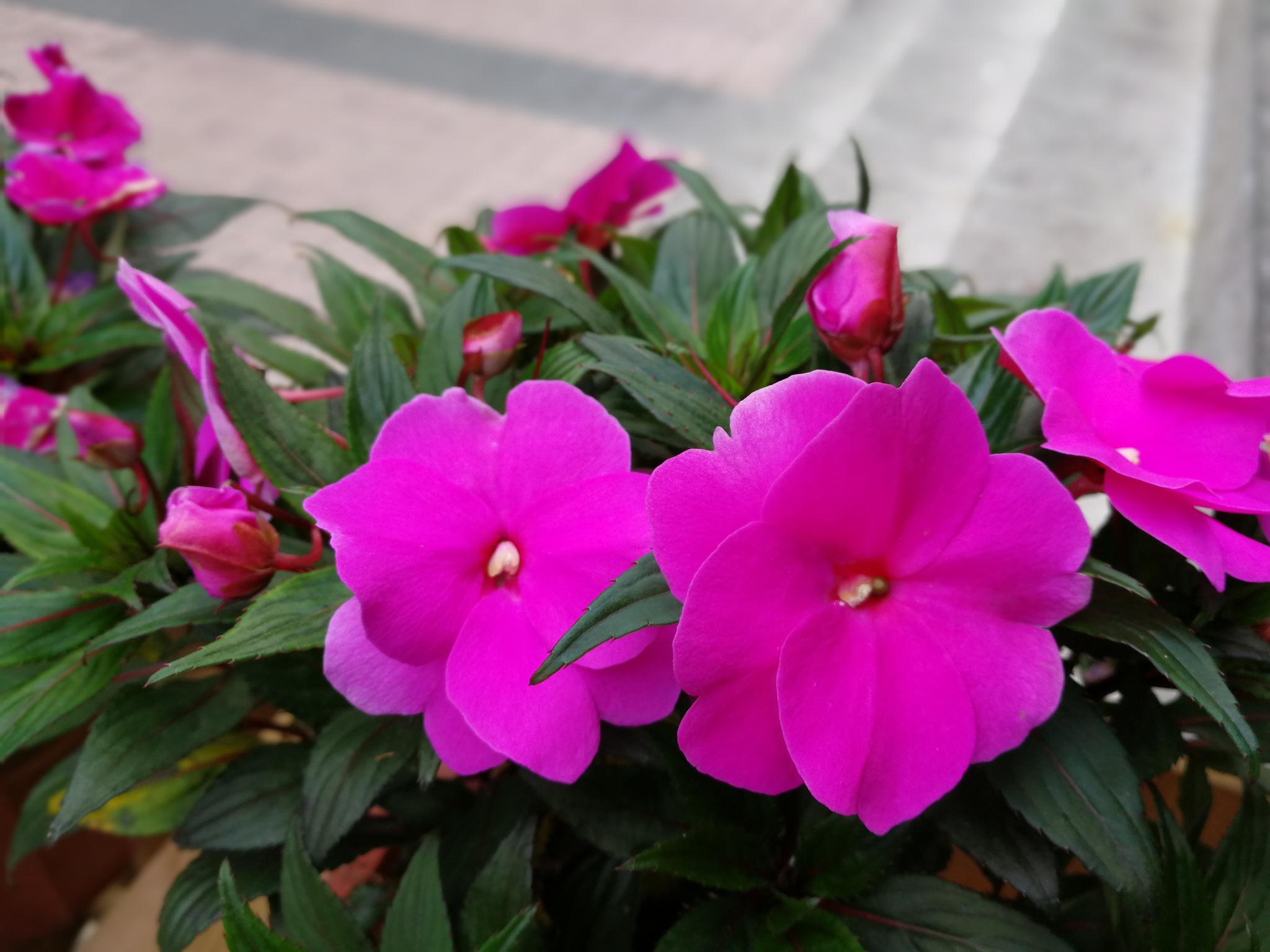 这一段美好时光 任思绪去徜徉|美好时光|思绪|四季梅_新浪新闻