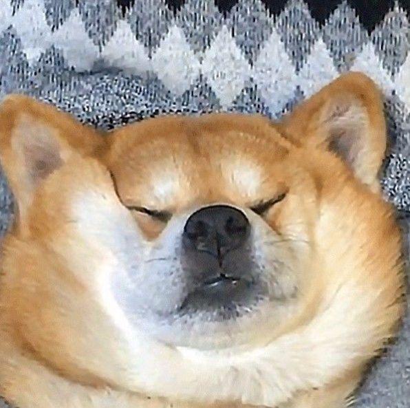 网红|柴犬|狗子_新浪新闻